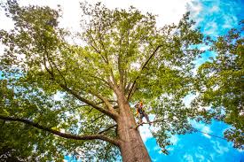 Best Tree Health Inspection  in Highgrove, CA