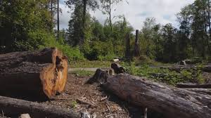 Best Hazardous Tree Removal  in Highgrove, CA