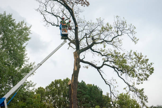 Best Stump Grinding and Removal  in Highgrove, CA