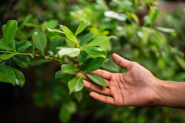 Trusted Highgrove, CA Tree Services Experts