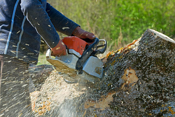 Best Storm Damage Tree Cleanup  in Highgrove, CA